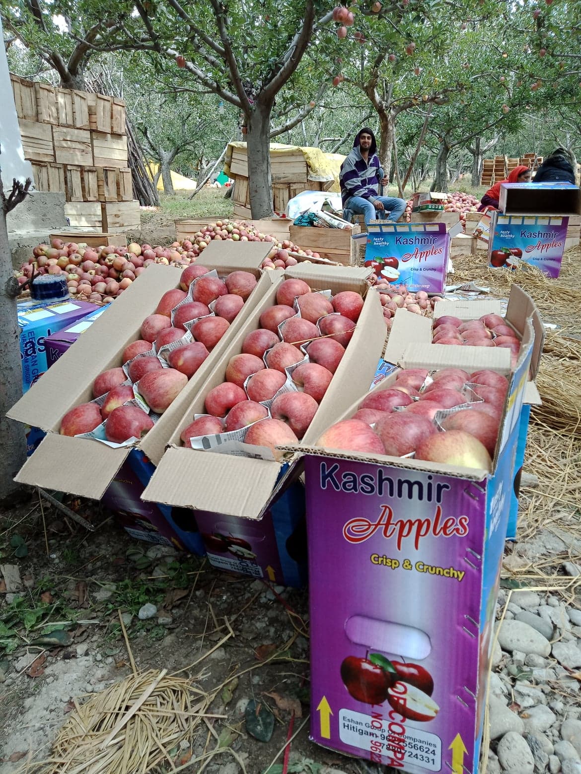 แอ็บเปิ้ลแคชเมียร์พร้อมจัดส่ง