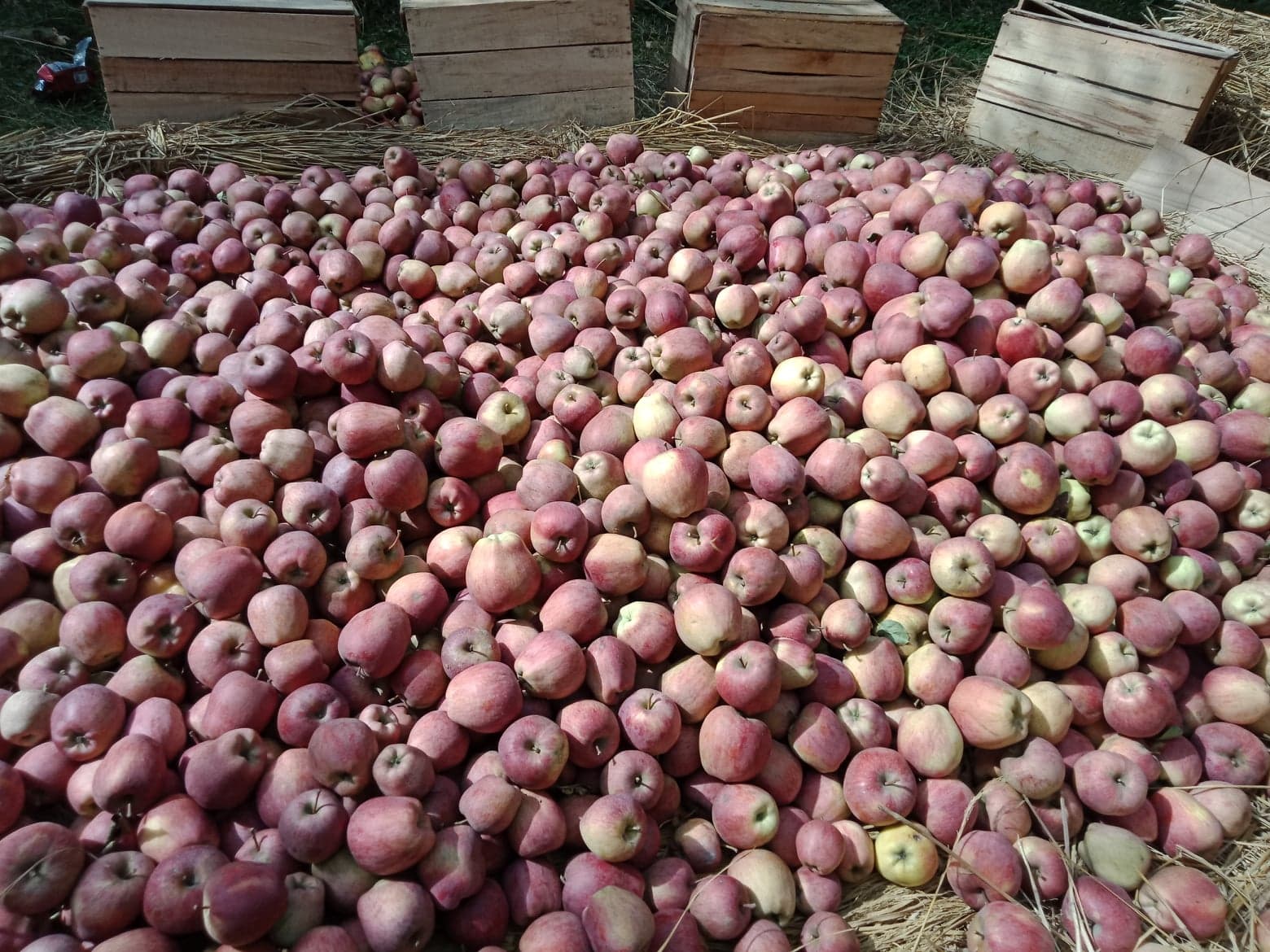 แอ็บเปิ้ลสดจากสวนแคชเมียร์
